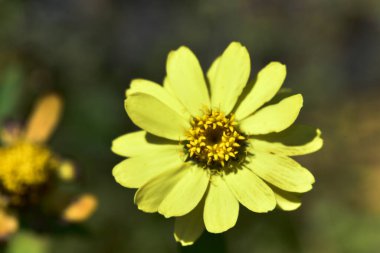 Güneşli bir günde bahçede büyüyen güzel çiçek. 