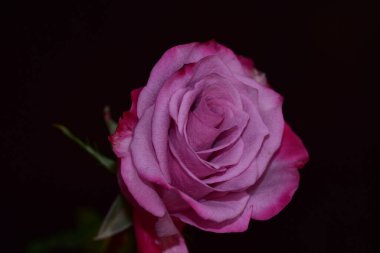 Koyu arkaplanda güzel bir gül, yaz konsepti, yakın görüş  