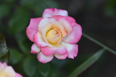 Güneşli yaz gününde bahçede yetişen güzel çiçekler. 