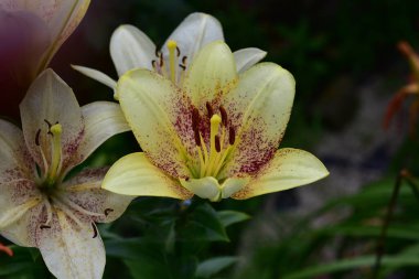 Güneşli yaz gününde bahçede yetişen güzel zambaklar. 