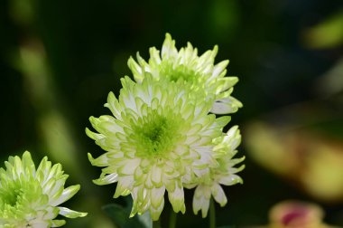 Güneşli yaz gününde bahçede yetişen güzel çiçekler. 