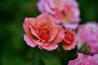 Güneşli yaz gününde bahçede büyüyen güzel güller. 