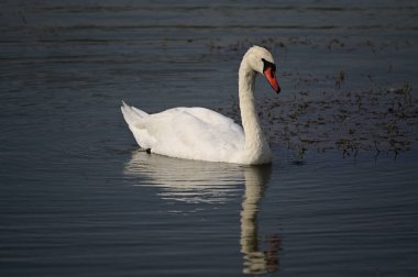 Yaz günü göl suyunda yüzen güzel bir kuğu. 