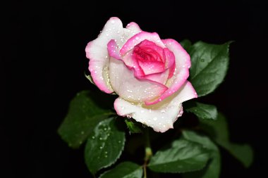 Koyu arkaplanda güzel bir gül, yaz konsepti, yakın görüş  