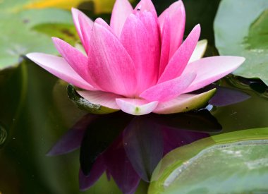 Güzel çiçek açan nilüfer çiçekleri yaz günü gölette büyür. 