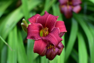 Güneşli yaz gününde bahçede yetişen güzel zambak çiçeği. 