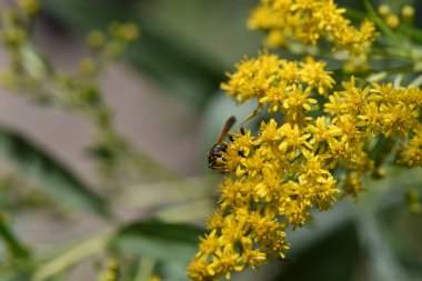 Güneşli yaz gününde bahçede yetişen güzel çiçekler. 