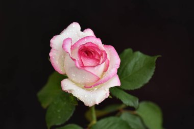 Koyu arkaplanda güzel bir gül, yaz konsepti, yakın görüş  