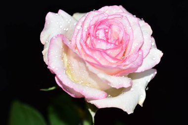 Koyu arkaplanda güzel bir gül, yaz konsepti, yakın görüş  