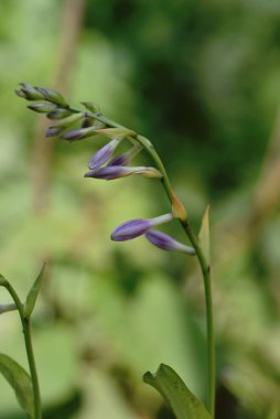 Güneşli yaz gününde bahçede yetişen güzel çiçekler. 