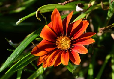 Güneşli bir günde bahçede büyüyen güzel çiçek. 