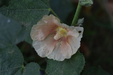 Güneşli yaz gününde bahçede yetişen güzel çiçekler. 