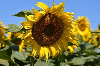 Tarlada yetişen güzel ayçiçekleri, yaz konsepti, yakın görüş  