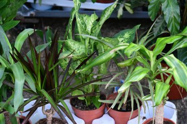 Güzel ev bitkileri koleksiyonu, açık hava, bahar konsepti, yakın manzara  