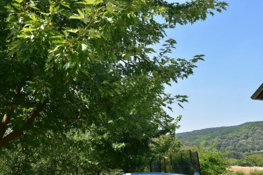 Mavi yaz gökyüzü arka planında yeşil ağaç dalları 