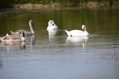 Güzel kuğular yaz günü göl suyunda yüzerler. 