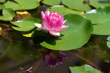 Güzel çiçek açan nilüfer çiçekleri yaz günü gölette büyür. 