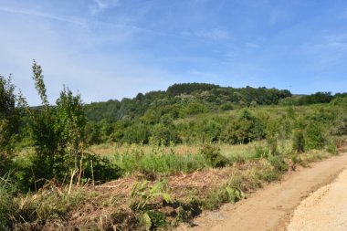 yol boyunca yeşil yaz çayırı boyunca ormanlar mavi gökyüzü arka planında  