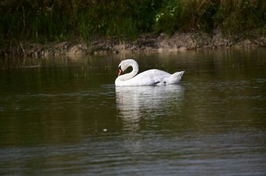 Yaz günü göl suyunda yüzen güzel bir kuğu. 