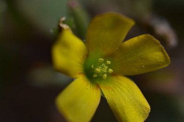 Güneşli yaz gününde bahçede büyüyen güzel bir çiçek. 