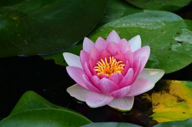 Güzel çiçek açan nilüfer çiçekleri yaz günü gölette büyür. 