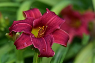 Güneşli yaz gününde bahçede yetişen güzel zambak çiçeği. 