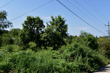 Ormandaki sonbahar ağaçlarının manzarası