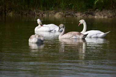 Güzel kuğular yaz günü göl suyunda yüzerler. 