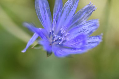 Güneşli yaz gününde bahçede yetişen güzel çiçekler. 