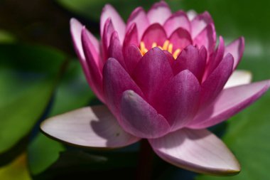 Güzel çiçek açan nilüfer çiçekleri yaz günü gölette büyür. 