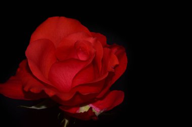 Koyu arkaplanda güzel bir gül, yaz konsepti, yakın görüş  