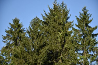 Mavi gökyüzü arka planında yeşil yaz ormanı manzarası 