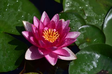 Güzel çiçek açan nilüfer çiçekleri yaz günü gölette büyür. 