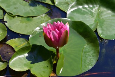 Güzel çiçek açan nilüfer çiçekleri yaz günü gölette büyür. 