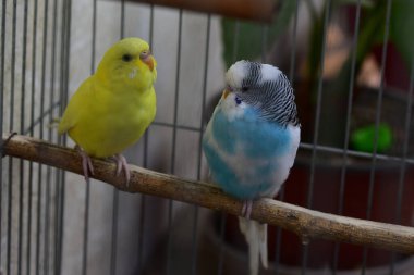 Hayvanat bahçesinde dinlenen şirin papağanlar. 