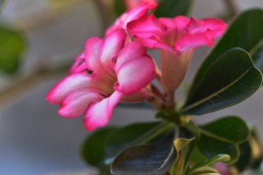 Güneşli yaz gününde bahçede yetişen güzel çiçekler. 