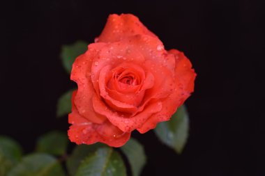 Koyu arkaplanda güzel bir gül, yaz konsepti, yakın görüş  