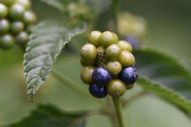 Olgun yeşil böğürtlenli çalılar, yakın plan, bahar konsepti.  
