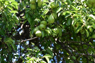 Açık havada yetişen olgun armutları olan ağaç, yaz konsepti, yakın görüş  