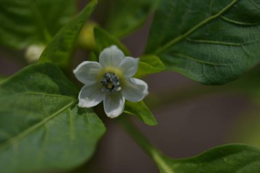 Güneşli yaz gününde bahçede yetişen güzel çiçekler. 