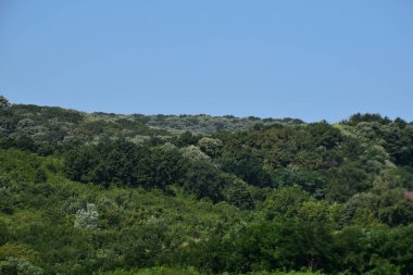 Mavi gökyüzü arka planında yeşil yaz ormanı manzarası 