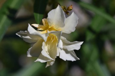 Güneşli yaz gününde bahçede yetişen güzel çiçekler. 