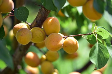 Açık havada yetişen olgunlaşmamış kayısıları olan ağaç, yaz konsepti, yakın görüş.  