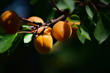 Açık havada yetişen olgunlaşmamış kayısıları olan ağaç, yaz konsepti, yakın görüş.  