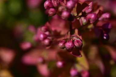 Güneşli yaz gününde bahçede yetişen güzel çiçekler. 