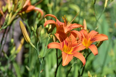 Güneşli yaz gününde bahçede yetişen güzel zambaklar. 