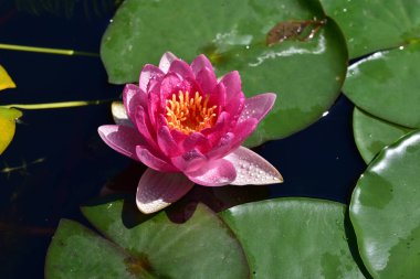 Güzel çiçek açan nilüfer çiçekleri yaz günü gölette büyür. 