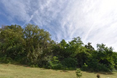 Mavi gökyüzü arka planında yeşil yaz ormanı manzarası 