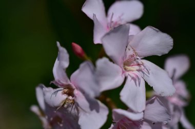 Güneşli yaz gününde bahçede yetişen güzel çiçekler. 