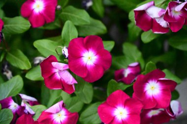 Güneşli yaz gününde bahçede yetişen güzel çiçekler. 